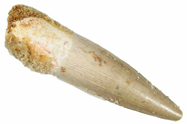 Juvenile Fossil Spinosaurus Tooth - Real Dinosaur Tooth #266682